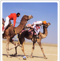 Camel Polo, Jaisalmer, Rajasthan