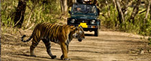 Forts and Palaces with Wildlife Tour Package