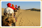 Camel Safari Tour 