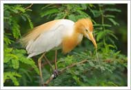 Bird in Bharatpur bird Sanctuary