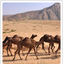 Camel Research Centre Bikaner